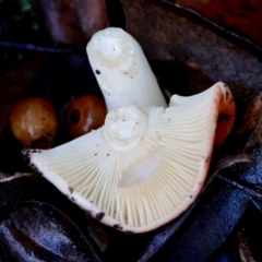 Russula persanguinea at QPRC LGA - 17 May 2024