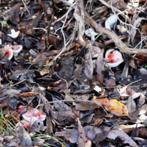 Russula persanguinea at QPRC LGA - suppressed