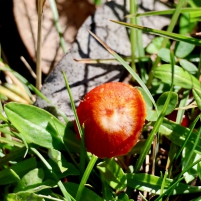 Hygrocybe sp. ‘red’ (A Waxcap) at Mongarlowe River - 17 May 2024 by LisaH