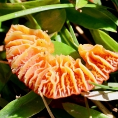 Hygrocybe sp. ‘red’ at QPRC LGA - suppressed