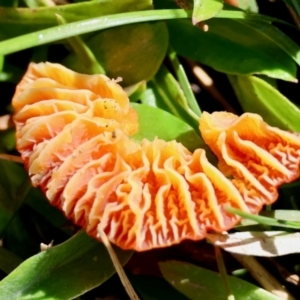 Hygrocybe sp. ‘red’ at QPRC LGA - suppressed