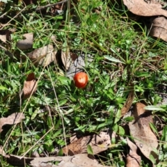 Hygrocybe sp. ‘red’ at QPRC LGA - 17 May 2024