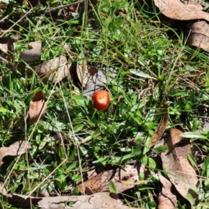 Hygrocybe sp. ‘red’ at QPRC LGA - suppressed