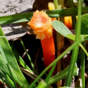 Hygrocybe sp. ‘red’ at suppressed - 17 May 2024