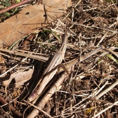 Acrida conica (Giant green slantface) at Freshwater Creek, VIC - 30 Apr 2023 by WendyEM