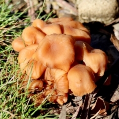 Unidentified Fungus at Mongarlowe River - 17 May 2024 by LisaH