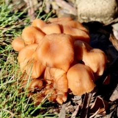 Unidentified Fungus at Mongarlowe, NSW - 17 May 2024 by LisaH