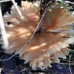 Unidentified Fungus at Mongarlowe River - 17 May 2024 by LisaH