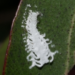 Unidentified Psyllid, lerp, aphid or whitefly (Hemiptera, several families) at WendyM's farm at Freshwater Ck. - 29 Apr 2023 by WendyEM