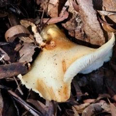 Unidentified Fungus at Mongarlowe River - 17 May 2024 by LisaH