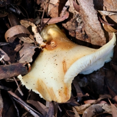 Unverified Fungus by LisaH