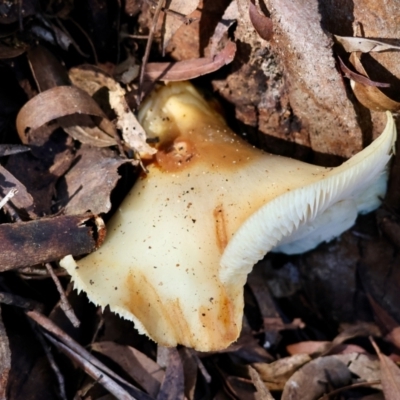 Unidentified Fungus at QPRC LGA - 17 May 2024 by LisaH