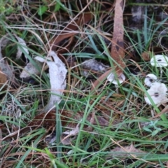 Unidentified Fungus at Mongarlowe River - 17 May 2024 by LisaH