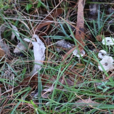 Unidentified Fungus at Mongarlowe, NSW - 17 May 2024 by LisaH