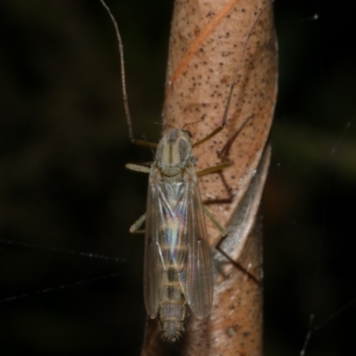 Chironomidae (family) at Freshwater Creek, VIC - 29 Apr 2023 by WendyEM