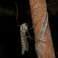 Chironomidae (family) at WendyM's farm at Freshwater Ck. - 29 Apr 2023 10:49 PM