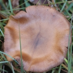 Cortinarius sp. (Cortinarius) at Mongarlowe, NSW - 17 May 2024 by LisaH