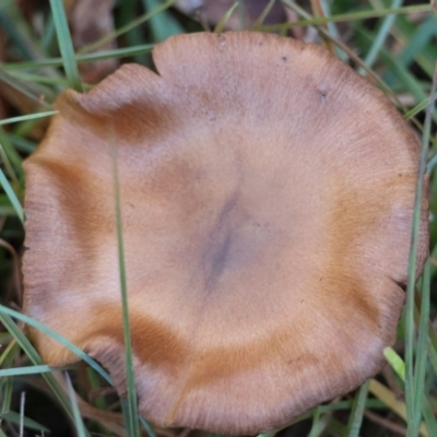 Cortinarius sp. (Cortinarius) at Mongarlowe River - 17 May 2024 by LisaH