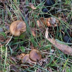 Cortinarius sp. at QPRC LGA - suppressed