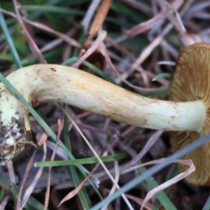 Cortinarius sp. at QPRC LGA - suppressed