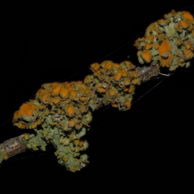 Unidentified Lichen at Freshwater Creek, VIC - 29 Apr 2023 by WendyEM