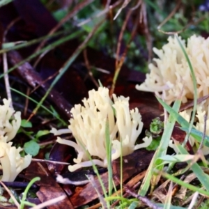 Ramaria sp. at QPRC LGA - suppressed