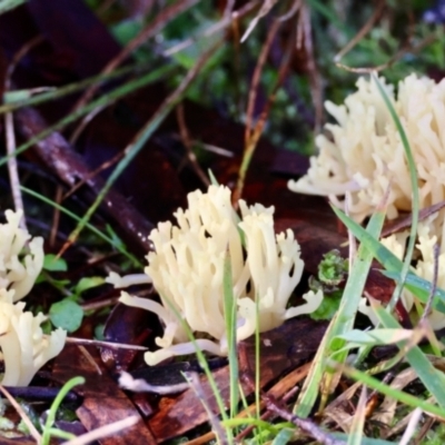 Unidentified Coralloid fungus, markedly branched at Mongarlowe, NSW - 17 May 2024 by LisaH