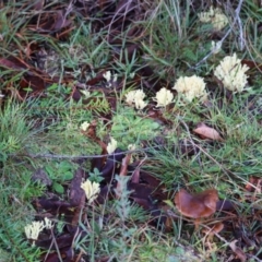 Ramaria sp. at QPRC LGA - suppressed