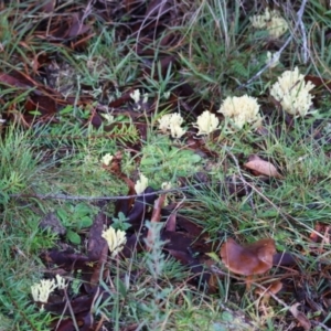 Ramaria sp. at QPRC LGA - suppressed