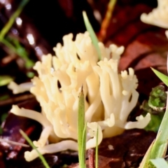 Ramaria sp. at QPRC LGA - suppressed