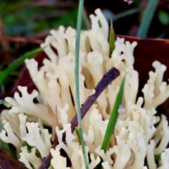 Ramaria sp. at QPRC LGA - suppressed