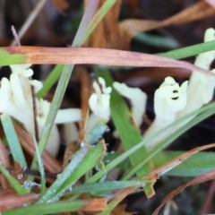 Ramaria sp. at QPRC LGA - suppressed