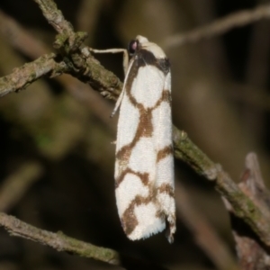 Chiriphe dichotoma at WendyM's farm at Freshwater Ck. - 29 Apr 2023