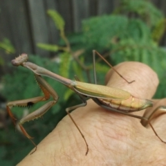 Unidentified Praying mantis (Mantodea) at Herne Hill, VIC - 27 Apr 2023 by WendyEM