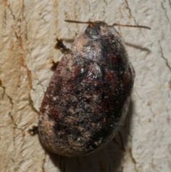 Trachymela sp. (genus) (Brown button beetle) at WendyM's farm at Freshwater Ck. - 26 Apr 2023 by WendyEM