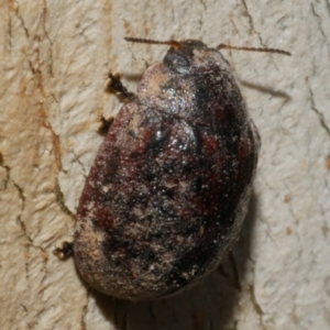 Trachymela sp. (genus) (Brown button beetle) at WendyM's farm at Freshwater Ck. by WendyEM
