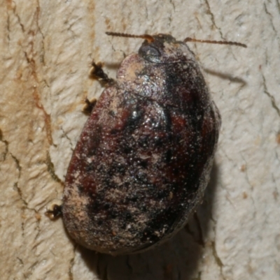 Trachymela sp. (genus) (Brown button beetle) at WendyM's farm at Freshwater Ck. - 26 Apr 2023 by WendyEM