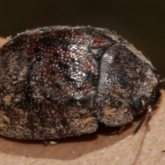 Trachymela sp. (genus) at WendyM's farm at Freshwater Ck. - 26 Apr 2023