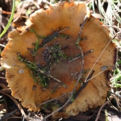 Cortinarius sp. (Cortinarius) at suppressed - 17 May 2024 by LisaH