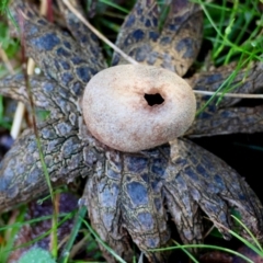 Astraeus hygrometricus (Barometer Earthstar) at Mongarlowe, NSW - 17 May 2024 by LisaH