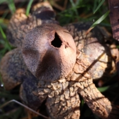 Astraeus hygrometricus at QPRC LGA - suppressed