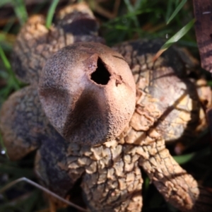 Astraeus hygrometricus at QPRC LGA - suppressed