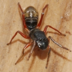 Unidentified Jumping or peacock spider (Salticidae) at Freshwater Creek, VIC - 26 Apr 2023 by WendyEM