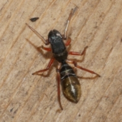 Myrmarachne sp. (genus) at WendyM's farm at Freshwater Ck. - 26 Apr 2023 01:39 PM
