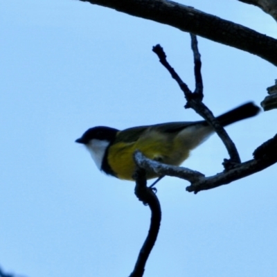 Pachycephala pectoralis at Aranda, ACT - 15 May 2024 by KMcCue