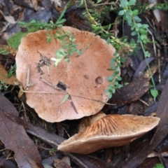 Unidentified Fungus at Mongarlowe, NSW - 17 May 2024 by LisaH