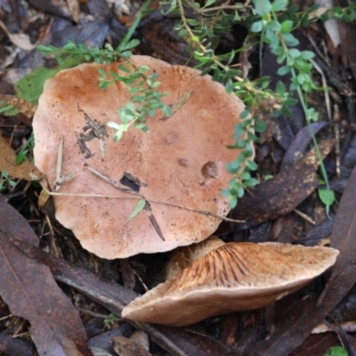 Unidentified Fungus at Mongarlowe River - 17 May 2024 by LisaH