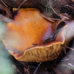 Unidentified Fungus at Mongarlowe, NSW - 17 May 2024 by LisaH