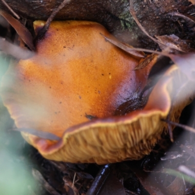 Unidentified Fungus at Mongarlowe, NSW - 17 May 2024 by LisaH