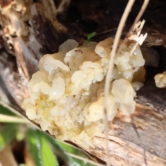 Tremella sp. (Tremella) at Mongarlowe River - 17 May 2024 by LisaH